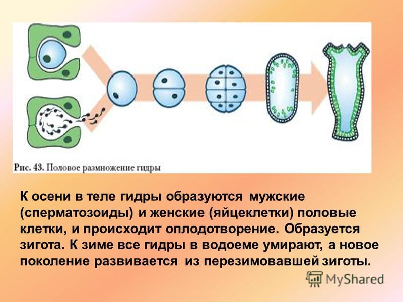 Магазин кракен даркнет сайт